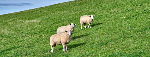 Ferienzentrum am Deich